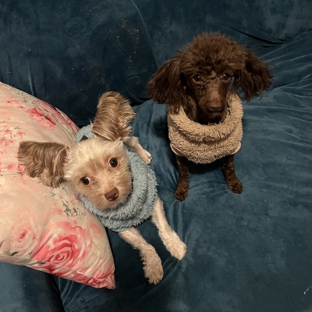 yorkipoo puppy Melbourne