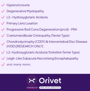 teacup yorkipoo puppies